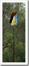 A male Crimson Rosella at our campsite at Noonans Flat