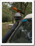 A male Crimson Rosella at our campsite at Noonans Flat