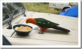 A male Crimson Rosella taking a liking to my breakfast at our campsite at Noonans Flat