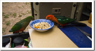 A pair of Crimson Rosellas taking a liking to Chris's breakfast at our campsite at Noonans Flat