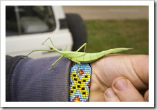 A gigantic stick insect along for the ride in Bessie