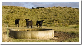 Grant's cattle on King Island