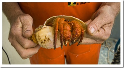 A hermit crab pulled up in one of the deep crayfish pots