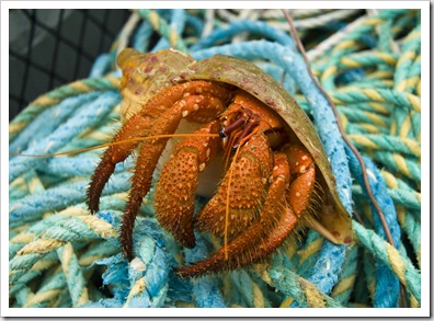 A hermit crab pulled up in one of the deep crayfish pots
