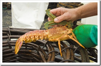 Rob measuring the carapace of one of the smaller crayfish