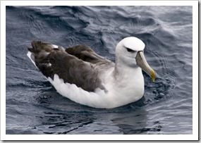 Albatross shadowing Kingfisher