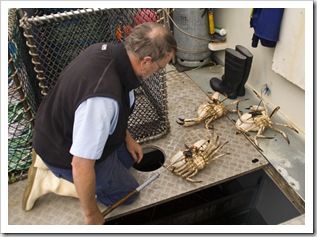 Rob pulling Giant Crab from Kingfisher's tanks