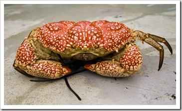 Giant Crab on Kingfisher's deck