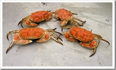 Giant Crab on Kingfisher's deck