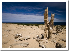 The calcified forest at the south end of King Island