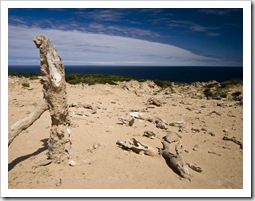 The calcified forest at the south end of King Island