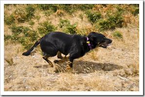 'D the Dog' sprinting next to the car