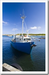 Kingfisher in the Currie harbour