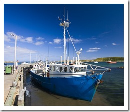 Kingfisher in the Currie harbour