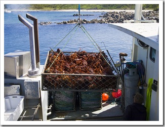 Removing crayfish from the tanks on Kingfisher