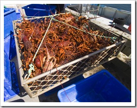 Removing crayfish from the tanks on Kingfisher