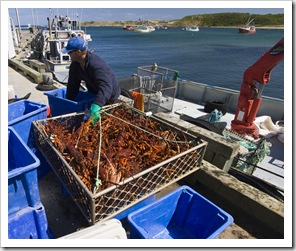 Removing crayfish from the tanks on Kingfisher