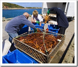 Removing crayfish from the tanks on Kingfisher