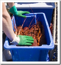 Removing crayfish from the tanks on Kingfisher