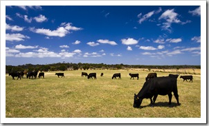 Cattle on Grant's farm