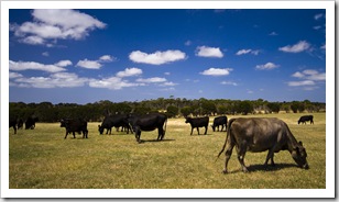 Cattle on Grant's farm