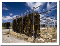 Kelp drying on the racks