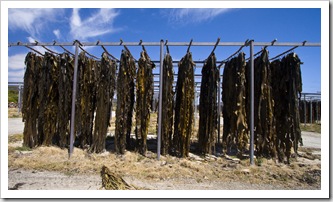 Kelp drying on the racks