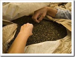 Sampling the finished product at the King Island kelp factory