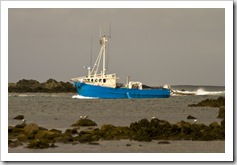 Kingfisher coming into Currie harbour