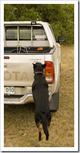 'D the Dog' loading into the Hilux