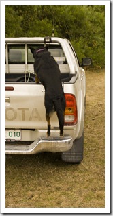 'D the Dog' loading into the Hilux