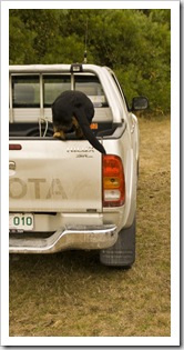 'D the Dog' loading into the Hilux