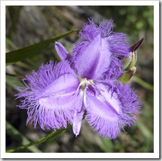 The Grampians