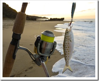 This Salmon Trout decided it could take on a lure almost as big as itself!