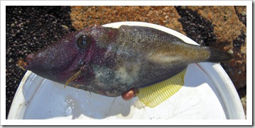 A Leatherjacket in Coles Bay