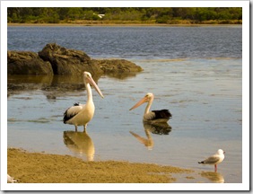 Pelicans in front of our campsite in Coles Bay