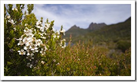 Wildflowers and Cradle Mountain