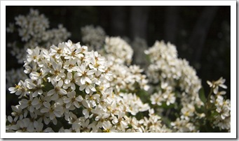 Cradle Mountain wildflowers