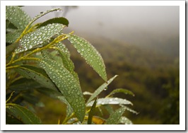 A wet morning on the way to Crater Lake