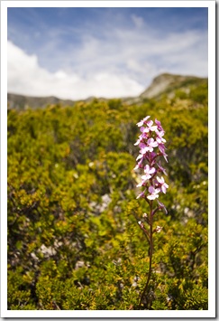 Wildflowers with Crater Peak in the background