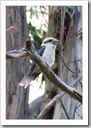 A kookaburra in Fern Glade