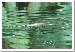 A Platypus in Fern Glade