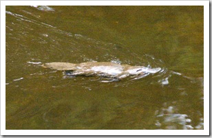 A Platypus in Fern Glade