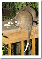 Feeding Ringtail Possums at Mike's house in Burnie