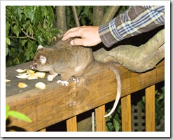 Feeding Ringtail Possums at Mike's house in Burnie