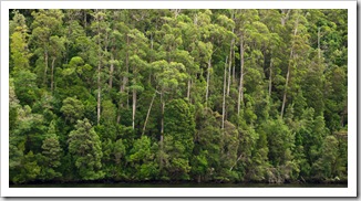 Dense forest on the banks of the Pieman River