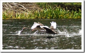 Black swans on the Pieman River