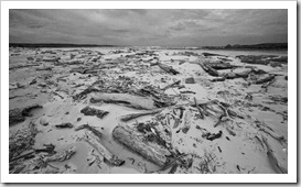 Wood graveyard at the mouth of the Pieman River