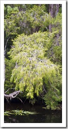 A 60 year old Huon Pine