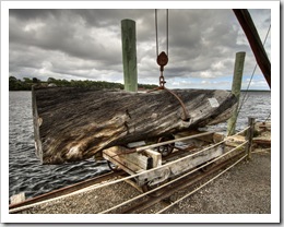 A piece of Huon Pine felled in the 1960s ready to be milled